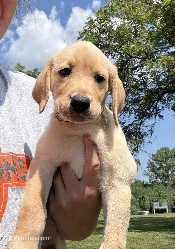 Yellow Collar – Labrador Retriever puppy for sale in Stuart, IA
