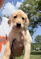 Angel, a female Labrador Retriever for sale in Stuart, IA – 2 of 4