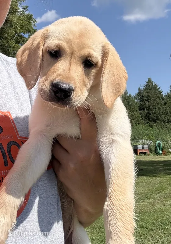 Light Blue Collar – Labrador Retriever puppy for sale in Stuart, IA