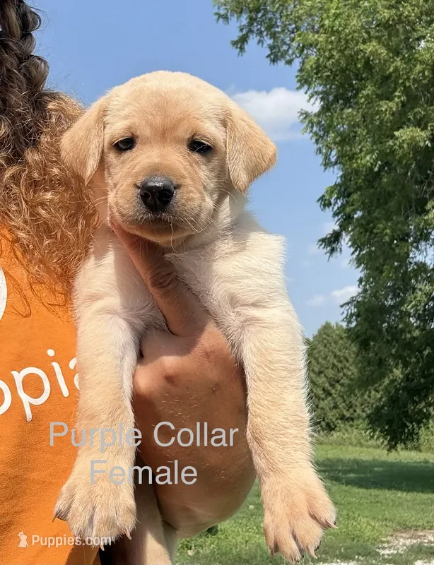 Purple Collar – Labrador Retriever puppy for sale in Stuart, IA