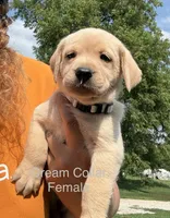 Cream Collar, a female Labrador Retriever for sale in Stuart, IA – 1 of 1