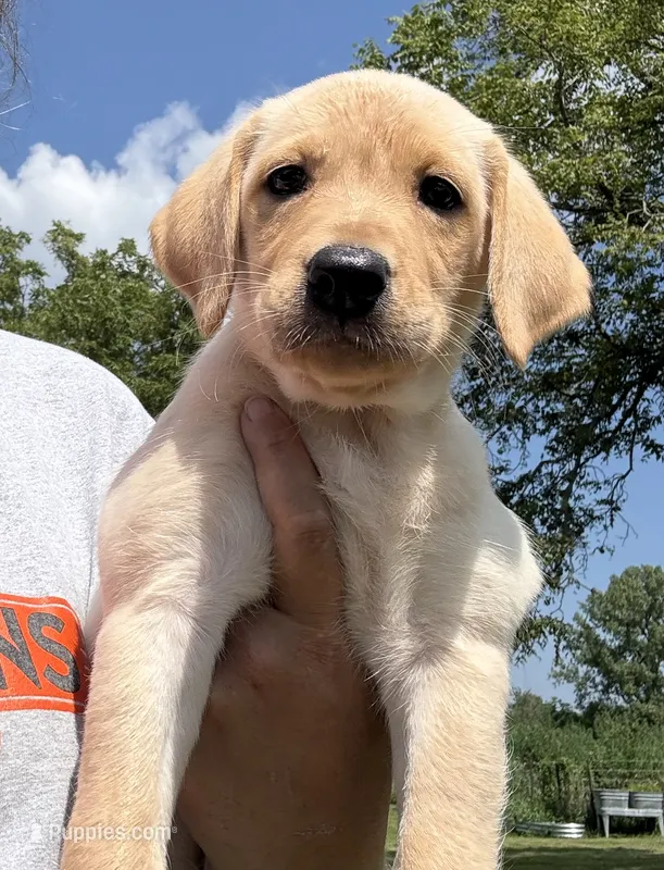 Purple Collar – Labrador Retriever puppy for sale in Stuart, IA