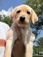 Bella, a female Labrador Retriever for sale in Stuart, IA – 2 of 4