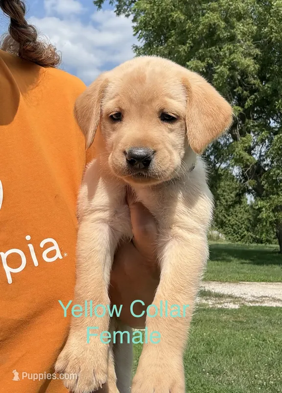 Yellow Collar – Labrador Retriever puppy for sale in Stuart, IA