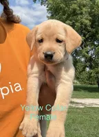 Yellow Collar, a female Labrador Retriever for sale in Stuart, IA – 1 of 1