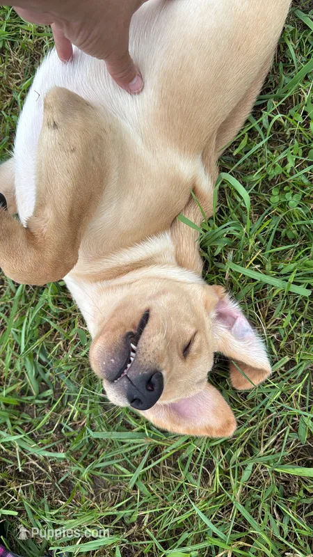 Angel – Labrador Retriever puppy for sale in Stuart, IA