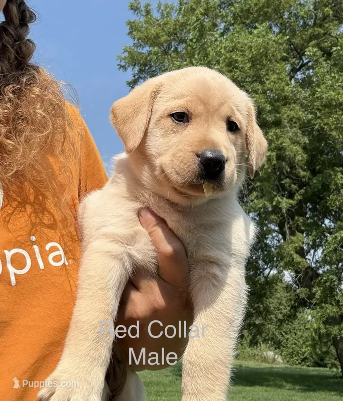 Red Collar – Labrador Retriever puppy for sale in Stuart, IA