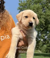 Red Collar, a male Labrador Retriever for sale in Stuart, IA – 1 of 1