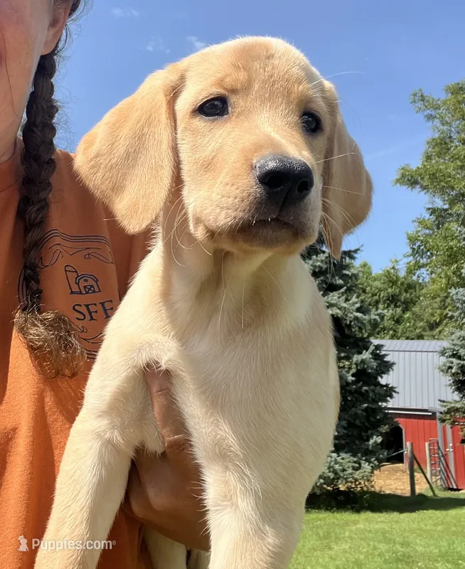 Yellow Collar – Labrador Retriever puppy for sale in Stuart, IA