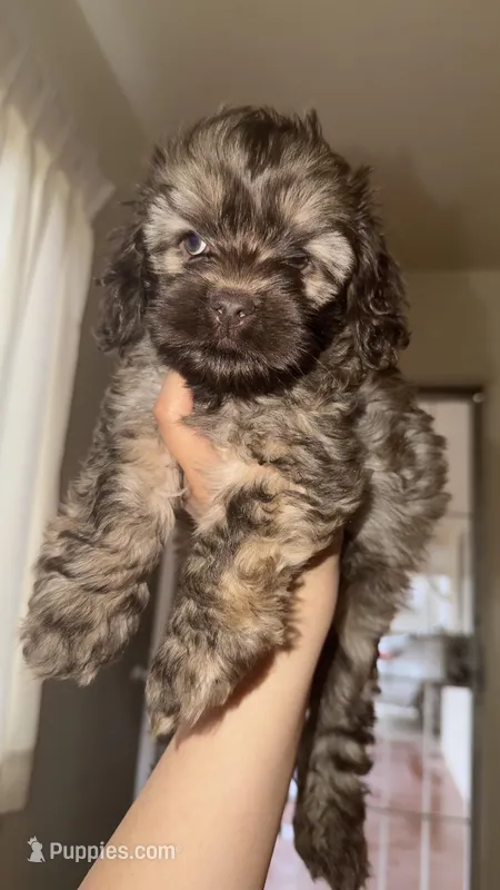 Boy 2 – Cockapoo puppy for sale in Banning, CA
