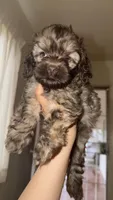 Boy 2, a male Cockapoo for sale in Banning, CA – Photo 1 of 2