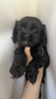 Luna , a female Cockapoo for sale in Banning, CA – 4 of 6