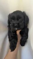 Luna , a female Cockapoo for sale in Banning, CA – 1 of 6