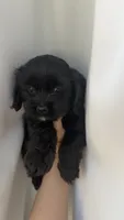 Luna , a female Cockapoo for sale in Banning, CA – 6 of 6