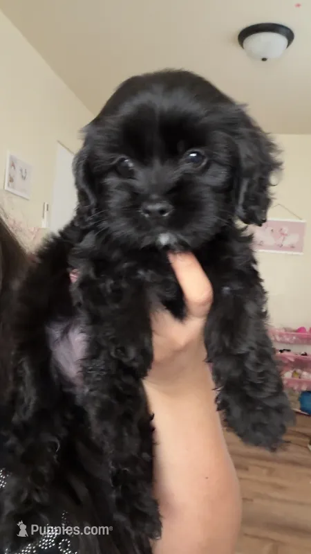Luna  – Cockapoo puppy on hold in Banning, CA