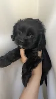 Luna , a female Cockapoo for sale in Banning, CA – 5 of 6