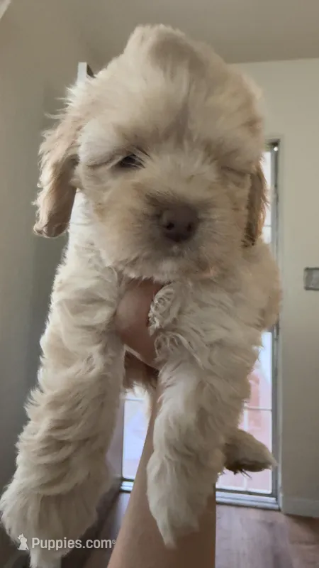 Female 1 – Cockapoo puppy for sale in Banning, CA