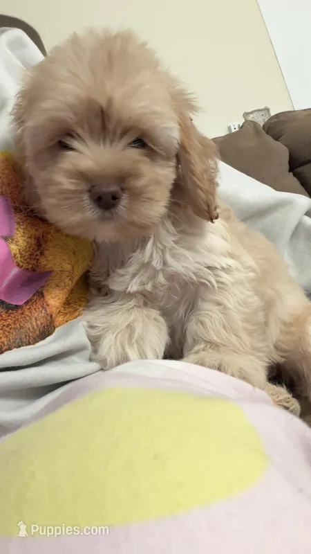 Female 1 – Cockapoo puppy for sale in Banning, CA