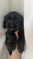 Luna , a female Cockapoo for sale in Banning, CA – 3 of 6