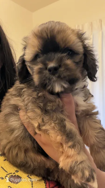 Male 1 – Cockapoo puppy for sale in Banning, CA