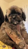 Male 1, a  Cockapoo for sale in Banning, CA – Photo 1 of 3