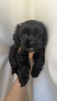 Luna , a female Cockapoo for sale in Banning, CA – 2 of 6