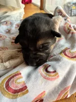 Brown collar, a male German Shepherd Dog for sale in Kaukauna, WI – 1 of 7