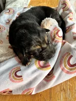 Brown collar, a male German Shepherd Dog for sale in Kaukauna, WI – 2 of 7