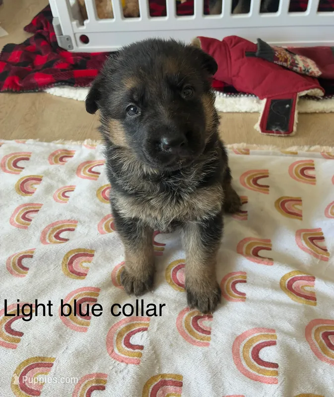 Light blue collar  – German Shepherd Dog puppy for sale in Kaukauna, WI
