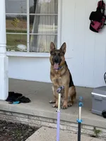 White collar, a male German Shepherd Dog for sale in Kaukauna, WI – 4 of 5