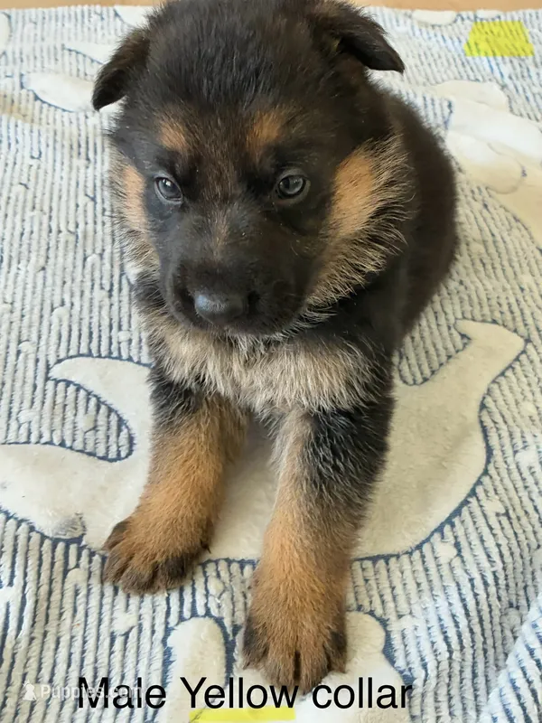 Yellow collar – German Shepherd Dog puppy for sale in Kaukauna, WI