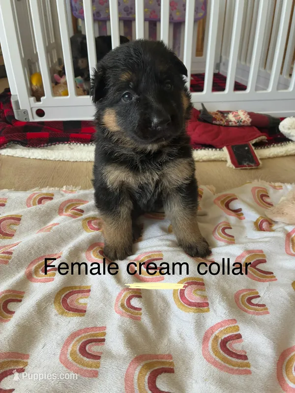 Cream collar – German Shepherd Dog puppy for sale in Kaukauna, WI