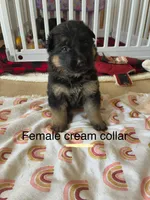 Cream collar, a female German Shepherd Dog for sale in Kaukauna, WI – 1 of 7