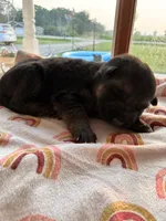 White collar, a male German Shepherd Dog for sale in Kaukauna, WI – 3 of 5