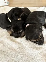 Green collar , a female German Shepherd Dog for sale in Kaukauna, WI – 3 of 6