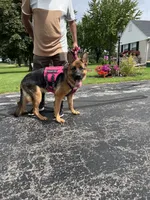 Black collar , a male German Shepherd Dog for sale in Kaukauna, WI – 4 of 4