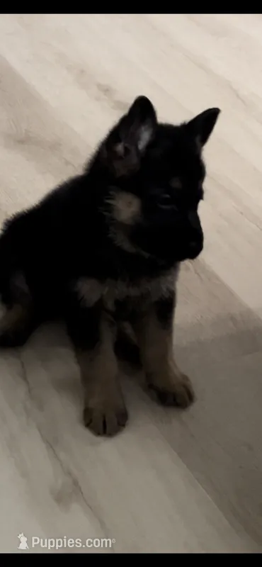 Yellow collar – German Shepherd Dog puppy for sale in Kaukauna, WI