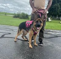 maya's, a female German Shepherd Dog for sale in Kaukauna, WI – 3 of 3