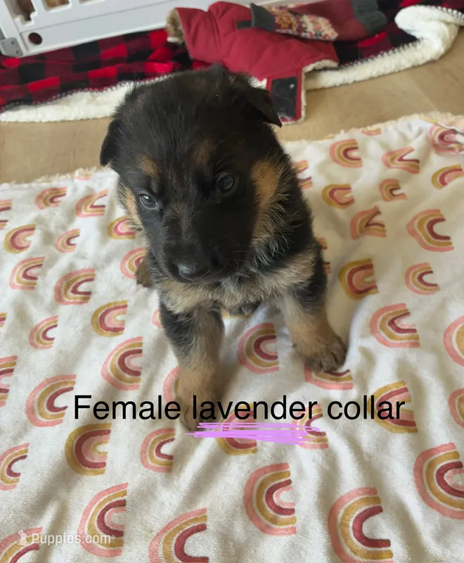 Lavender collar – German Shepherd Dog puppy for sale in Kaukauna, WI