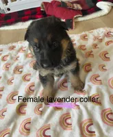 Lavender collar, a female German Shepherd Dog for sale in Kaukauna, WI – 1 of 8