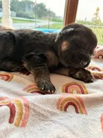Black collar , a male German Shepherd Dog for sale in Kaukauna, WI – 2 of 4