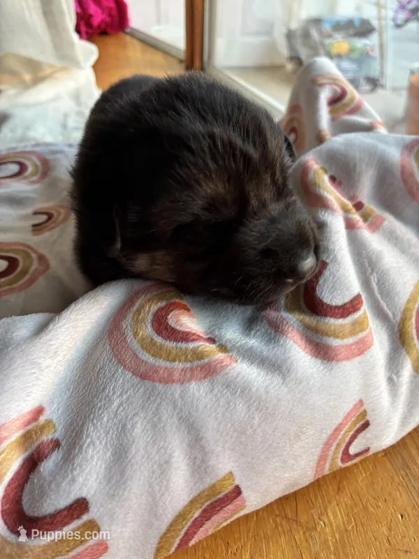 White collar – German Shepherd Dog puppy for sale in Kaukauna, WI