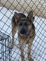 Pink collar, a female German Shepherd Dog for sale in Kaukauna, WI – 4 of 7