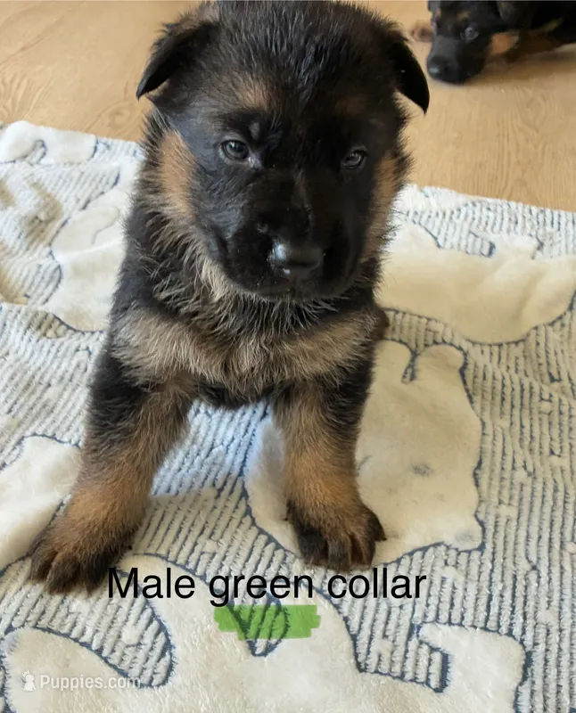 Green collar  – German Shepherd Dog puppy for sale in Kaukauna, WI
