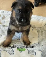 Green collar , a male German Shepherd Dog for sale in Kaukauna, WI – 1 of 7