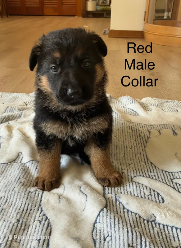 Red collar – German Shepherd Dog puppy for sale in Kaukauna, WI