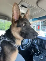 Brown collar, a male German Shepherd Dog for sale in Kaukauna, WI – 4 of 7