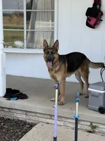 Black collar , a male German Shepherd Dog for sale in Kaukauna, WI – 3 of 4