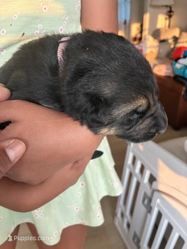 Pink collar – German Shepherd Dog puppy for sale in Kaukauna, WI