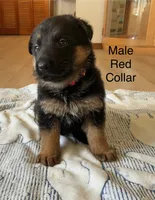 Red collar, a male German Shepherd Dog for sale in Kaukauna, WI – 2 of 9